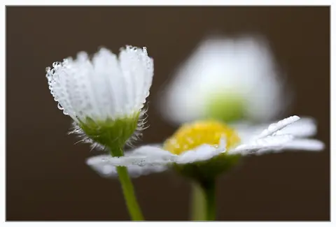 Ruduo – 11