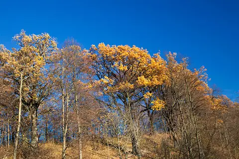 Ruduo – 18