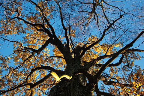Ruduo – 19
