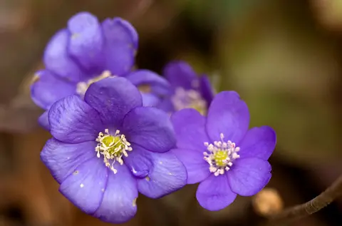 Pavasaris – 29